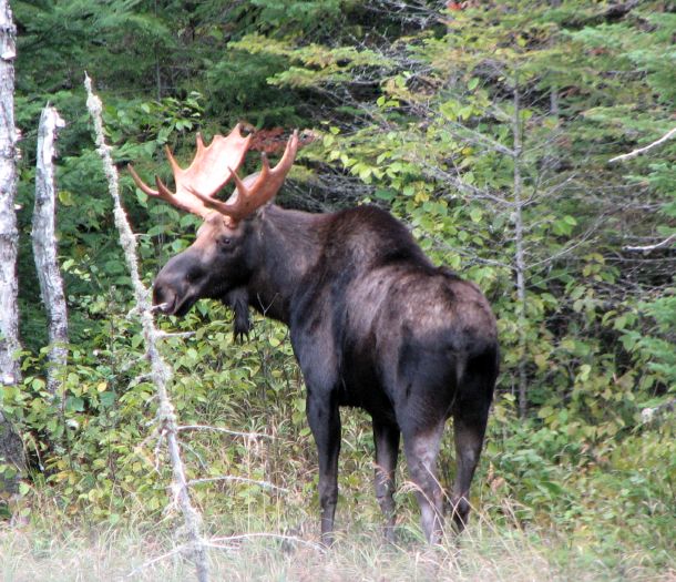 moosetwo9_15_10.jpg