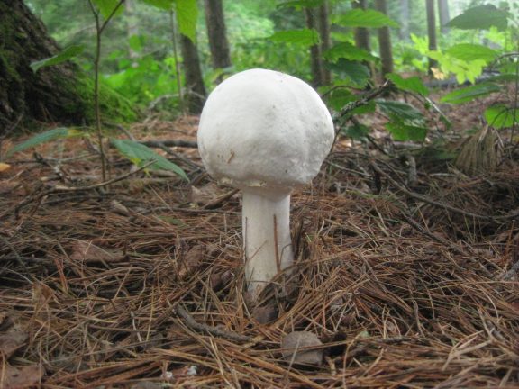 mushroom9_2_14.jpg
