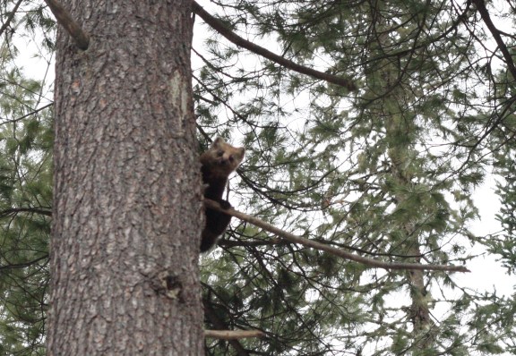 pine_martin_6_12_14.jpg