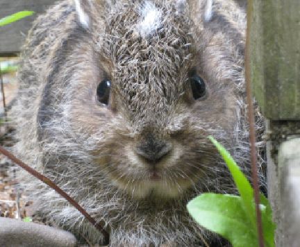 rabbit6-19-10.JPG