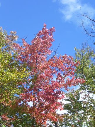 redmaple9_18_06.jpg