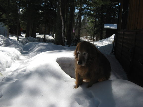 snowdog3_6_09.jpg