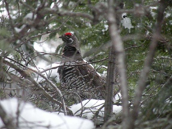 sprucegrouse4_20_09.jpg