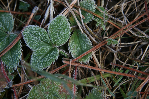 strawberryfrost_10-4-08.jpg