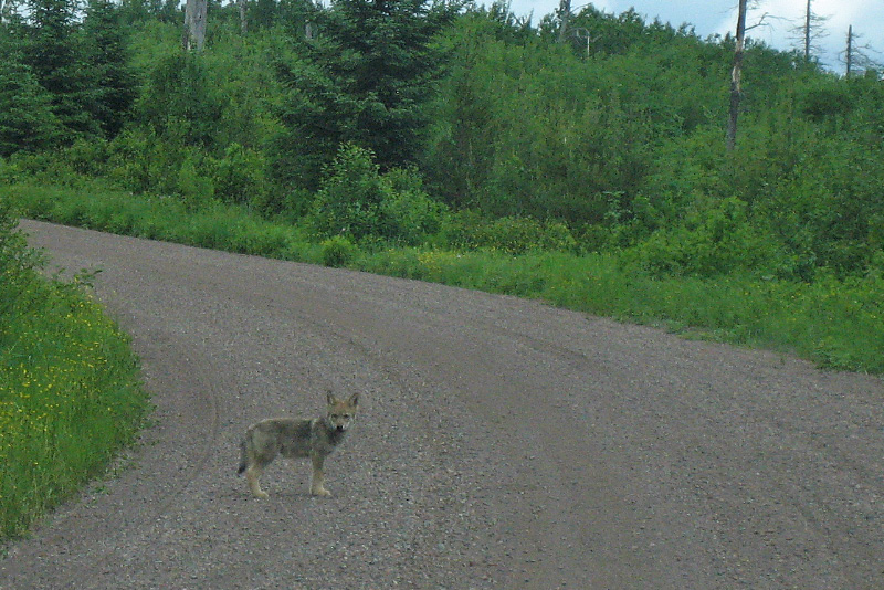 wolfpup7_13_2008.jpg